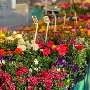 Le Jardin d'Alexandrino : vente de fleurs à La Norville près d'Arpajon & Villebon-sur-Yvette | Essonne (91)