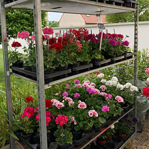 Le Jardin d'Alexandrino : vente plants de fleurs à La Norville près d'Arpajon & Villebon-sur-Yvette | Essonne (91)